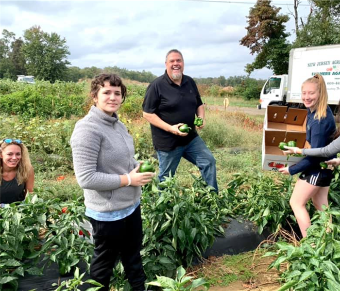 Picking peppers and tomatoes 